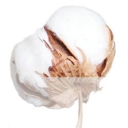 ХЛОПОК гольфы Lauma medical Cotton Comfort медицинские компрессионные 1 класс компрессии, закрытый носок, строгая резинка ДЛЯ ЖЕНЩИН И МУЖЧИН ХЛОПОК гольфы Lauma medical Cotton Comfort медицинские компрессионные 1 класс компрессии, закрытый носок, строгая резинка ДЛЯ ЖЕНЩИН И МУЖЧИН